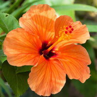 leuchtend Braun Orange Hibiskus Samen farbenfroh Garten Arrangements