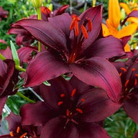 Lila Mexicali Sunburst Penstemon Blumensamen zur Aussaat – saisonal Dauerblüher – Traditionssorte & ohne Gentechnik Samen Hausgarten