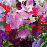 Early Multiflora Mischung Wicke Samen zur Aussaat Blume Beet