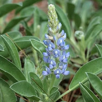 Sky blau lupine blume samen for anpflanzung - seasonal bloomer, heirloom & gmo free samen for home garten
 
 sale samen for anpflanzung in home garten