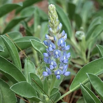 Sky blau lupine blume samen for anpflanzung - seasonal bloomer, heirloom & gmo free samen for home garten
 
 sale samen for anpflanzung in home garten