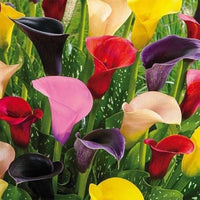 Calle blume samen for anpflanzung - compact growth, heirloom & gmo free samen for home garten
 
 sale samen for home garten