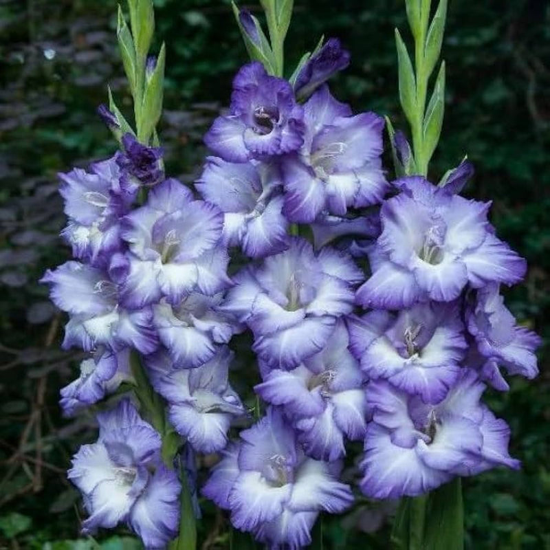 Himmelblau Gladiole Blumensamen zur Aussaat duftend Blüten Traditionssorte & ohne Gentechnik Samen Hausgarten