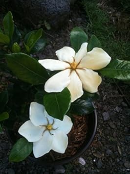 Weiß jasminoides blume samen for anpflanzung - hardy variety, heirloom & gmo free samen for home garten
 
 sale for anpflanzung in home garten