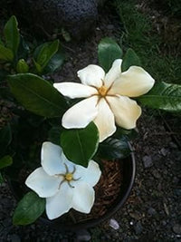 Weiß jasminoides blume samen for anpflanzung - hardy variety, heirloom & gmo free samen for home garten
 
 sale for anpflanzung in home garten