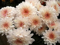 Weiß rosa chrysanthemum blume samen for anpflanzung - bright blooms, heirloom & gmo free samen for home garten
 
 sale for anpflanzung in home garten.
