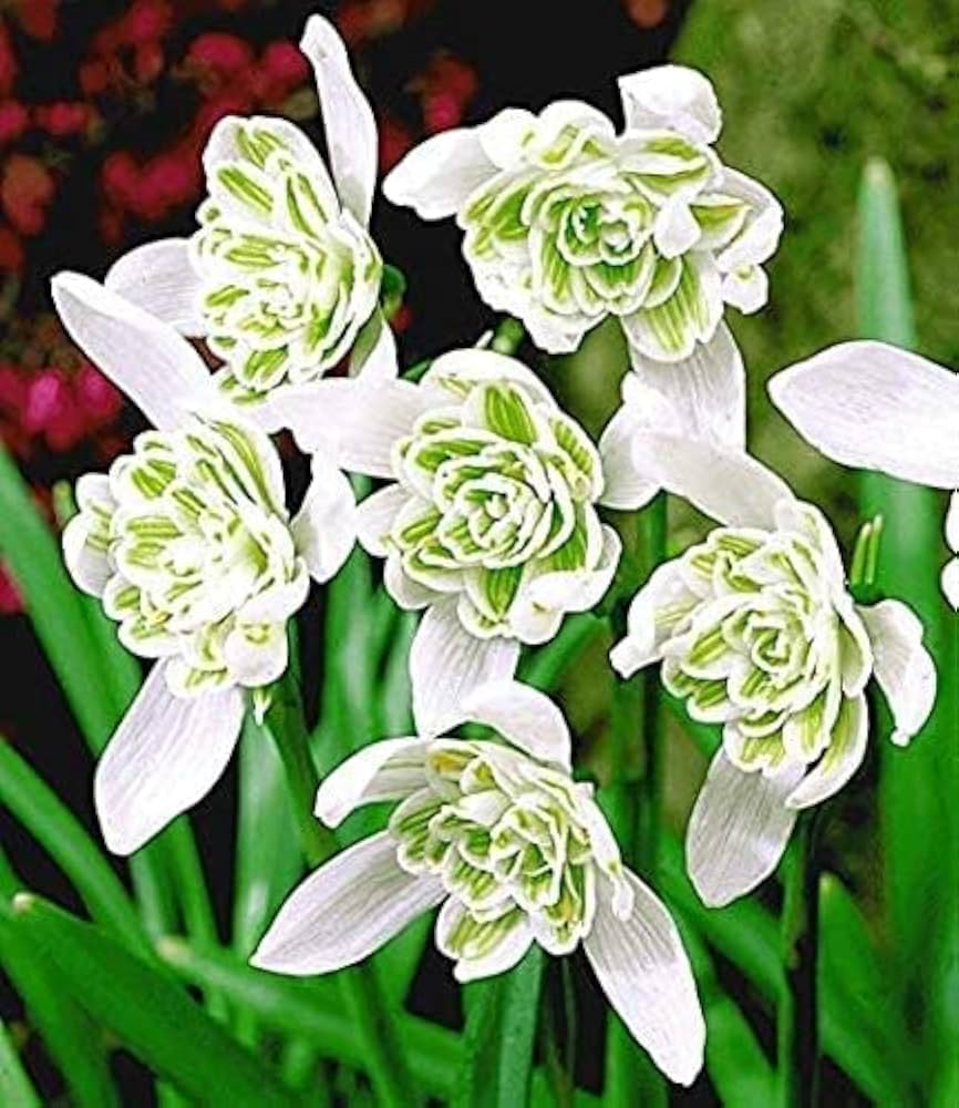 Rare scented snowdrops (galanthus nivalis 'flore pleno') blume samen for anpflanzung - garten favorite, heirloom & gmo free samen for home garten
 
 sale samen for anpflanzung in home garten