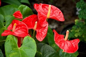 Anthurium blume samen for anpflanzung compact growth heirloom & gmo free samen for home garten 
 
 sale for anpflanzung in home garten