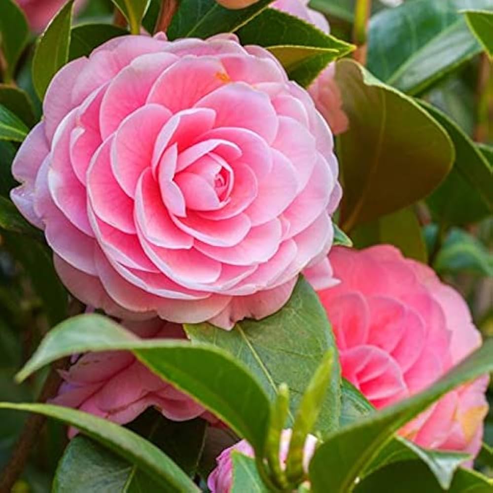 Kamelie Japonica Samen