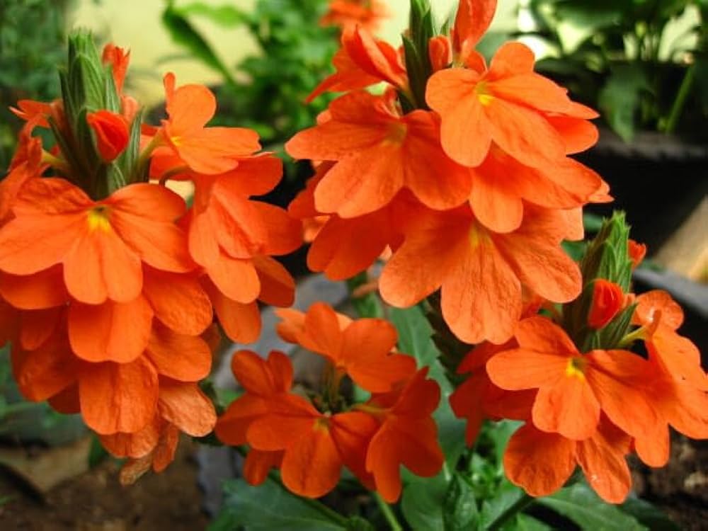 Crossandra Semi Blumensamen zur Aussaat – duftend Blüten – Traditionssorte & ohne Gentechnik Samen Hausgarten