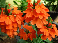 Crossandra Semi Blumensamen zur Aussaat – duftend Blüten – Traditionssorte & ohne Gentechnik Samen Hausgarten