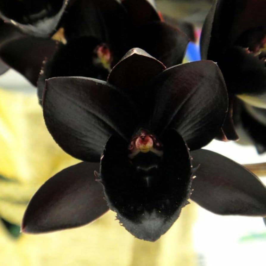 Schwarz Schmetterlingsorchidee Orchidee Samen ideal Rabatten Traditionssorte & ohne Gentechnik Samen Hausgarten