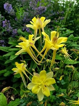 Akelei pflanze blume samen for anpflanzung - sun loving, heirloom & gmo free samen for home garten
 
 sale samen for home garten