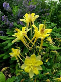 Akelei pflanze blume samen for anpflanzung - sun loving, heirloom & gmo free samen for home garten
 
 sale samen for home garten