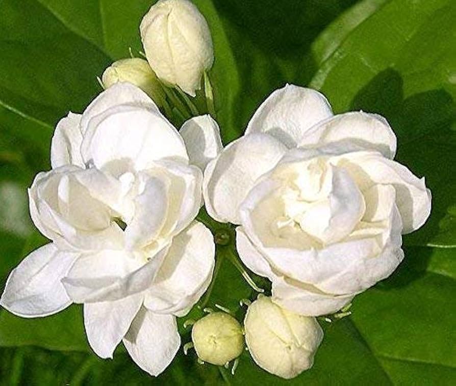Jasmine Samen zur Aussaat Jasminum Officinale fragrance Garten Blume Beet