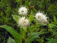 Knopf Strauch Samen zur Aussaat Hausgarten Blume Beet