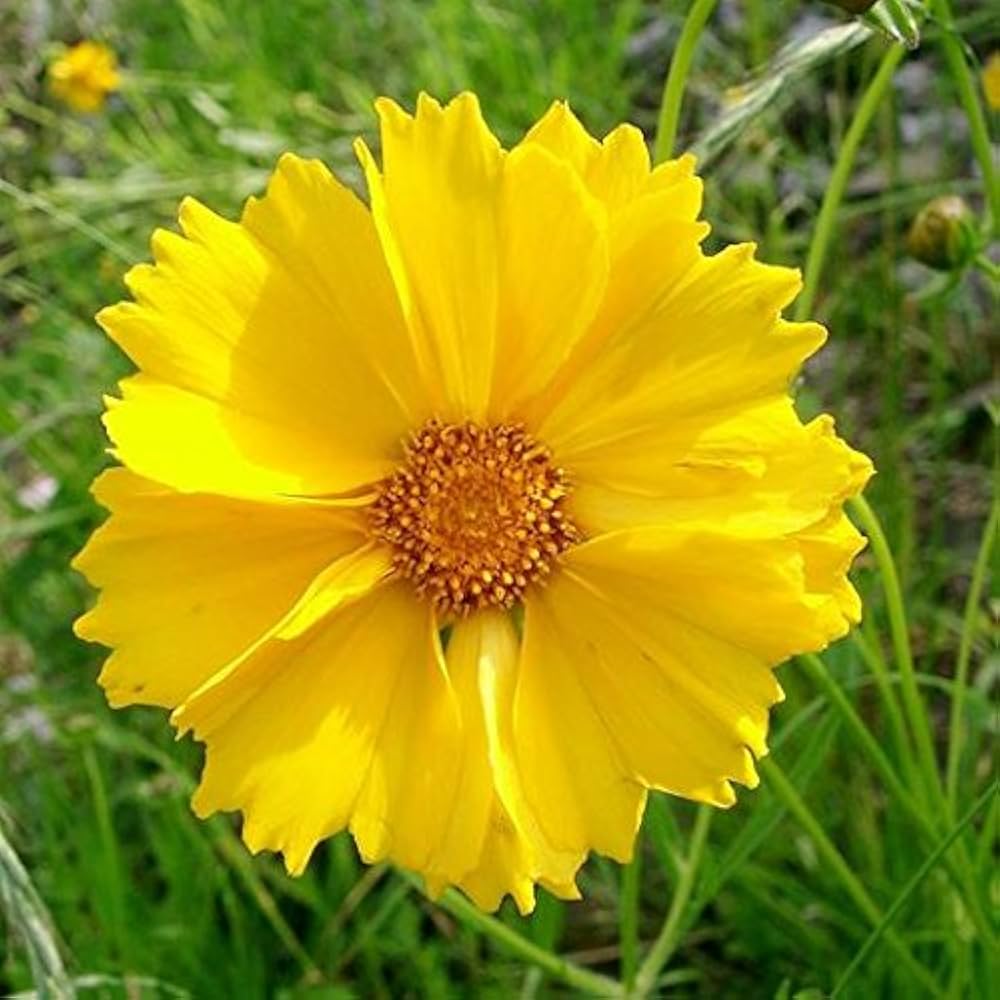 Leavenworth's Tickseed Samen zur Aussaat Coreopsis Leavenworthii Wildblume Gärten