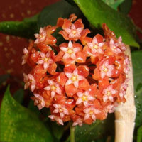 Gemischt Hoya Hoya spp Blumensamen zur Aussaat für Innenräume Garten und hängend Basket