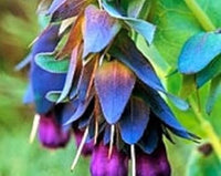Blau cerinthe blume samen for anpflanzung – heirloom, non-gmo, compact growth garten samen
 
 sale for anpflanzung in home garten.