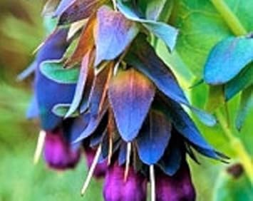 Blau cerinthe blume samen for anpflanzung – heirloom, non-gmo, compact growth garten samen
 
 sale for anpflanzung in home garten.