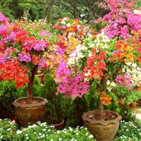 Drillingsblume mehrfarbige Blumensamen zur Aussaat