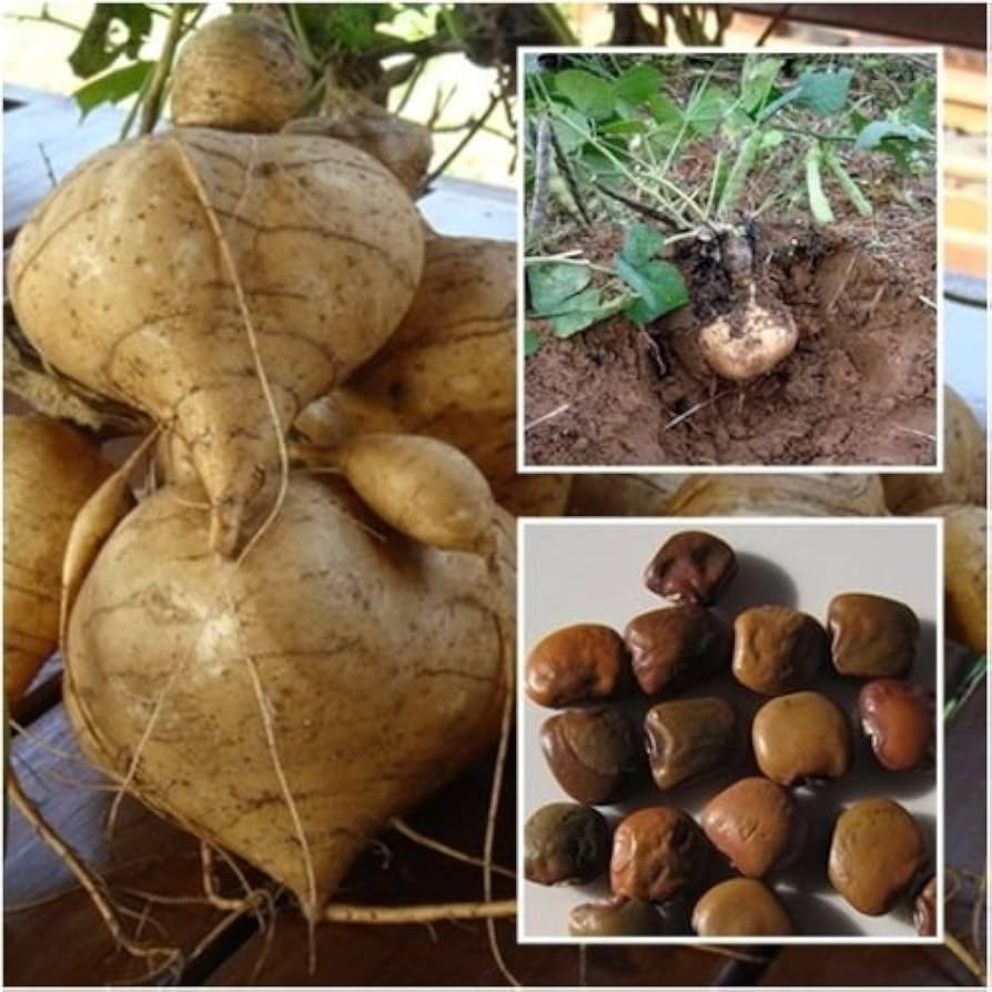 Jicama Gemüse Samen zum Pflanzen
