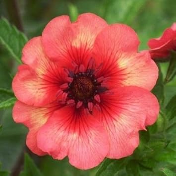 Rot willmott blume samen for anpflanzung - premium quality, heirloom & gmo free samen for home garten
 
 sale samen for anpflanzung in home garten