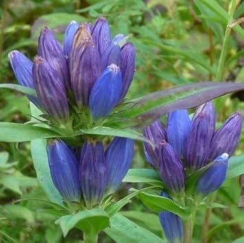 Blau gentiana triflora blume samen for anpflanzung garten favorite heirloom & gmo free samen for home garten 
 
 sale samen for home garten anpflanzung