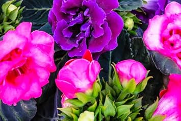 Weiß gloxinia blume samen for anpflanzung cottage garten essential heirloom & gmo free samen for home garten 
 
 sale samen for home garten anpflanzung