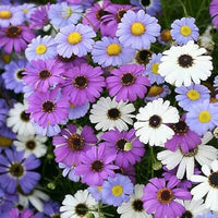 Gemischt Brachyscome Blumensamen zur Aussaat Drought verträglich Traditionssorte & ohne Gentechnik Samen Hausgarten
