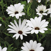 African Blau Eyed Daisy Samen – selten Kapkörbchen Blume