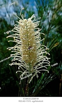 Weiß grevillea robusta blume samen blume samen for anpflanzung long bloom season heirloom & gmo free samen for home garten 
 
 sale for anpflanzung in home garten