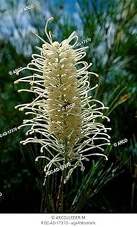 Weiß grevillea robusta blume samen blume samen for anpflanzung long bloom season heirloom & gmo free samen for home garten 
 
 sale for anpflanzung in home garten
