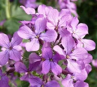 Night scented stock samen blume samen for anpflanzung - pollinator friendly, heirloom & gmo free samen for home garten
 
 sale for anpflanzung in home garten.