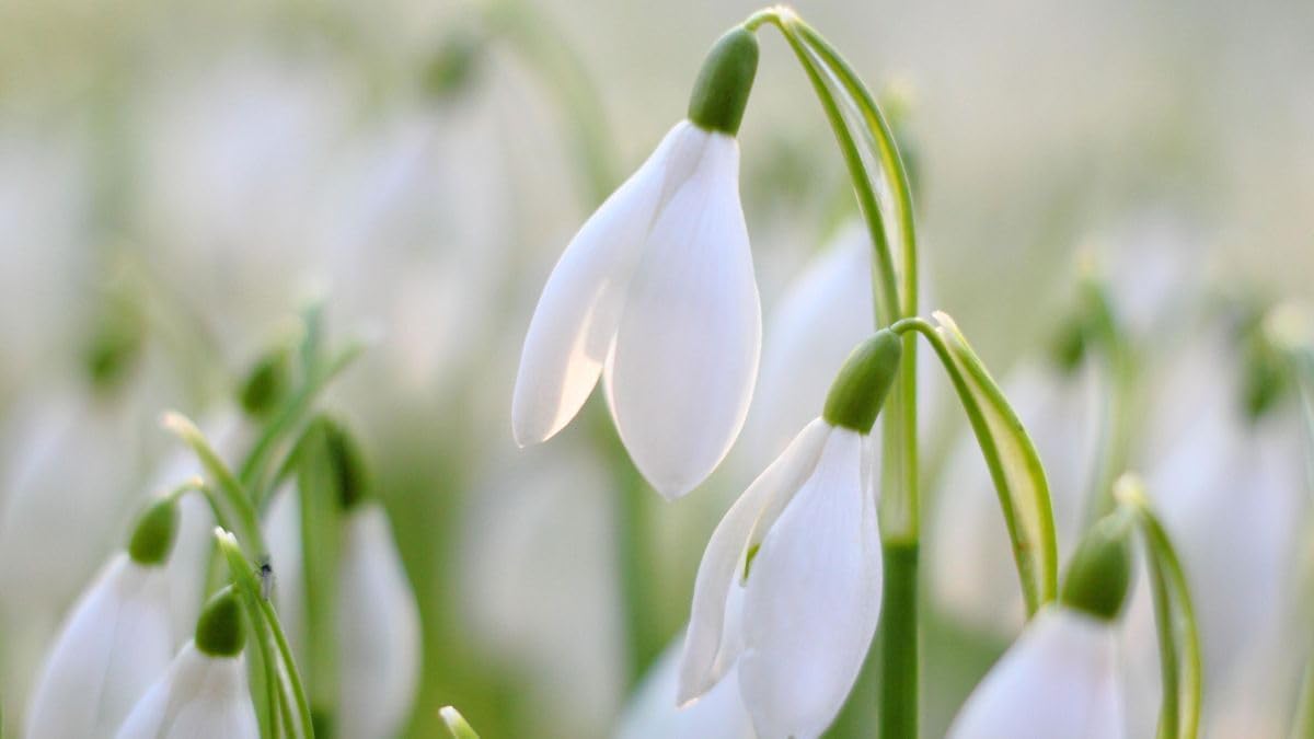 Snowdrop (snowdrop blume) samen for anpflanzung in home garten