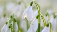 Snowdrop (snowdrop blume) samen for anpflanzung in home garten