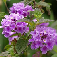 Lila Wandelröschen Blumensamen zur Aussaat robust Sorte Traditionssorte & ohne Gentechnik Samen Hausgarten