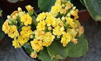 Gelb kalanchoe blume samen for anpflanzung - fragrant blossoms, heirloom & gmo free samen for home garten
 
 sale samen for home garten