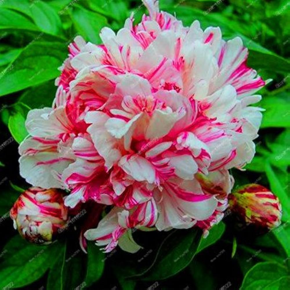 Peony blume samen for classic, bold garten blooms