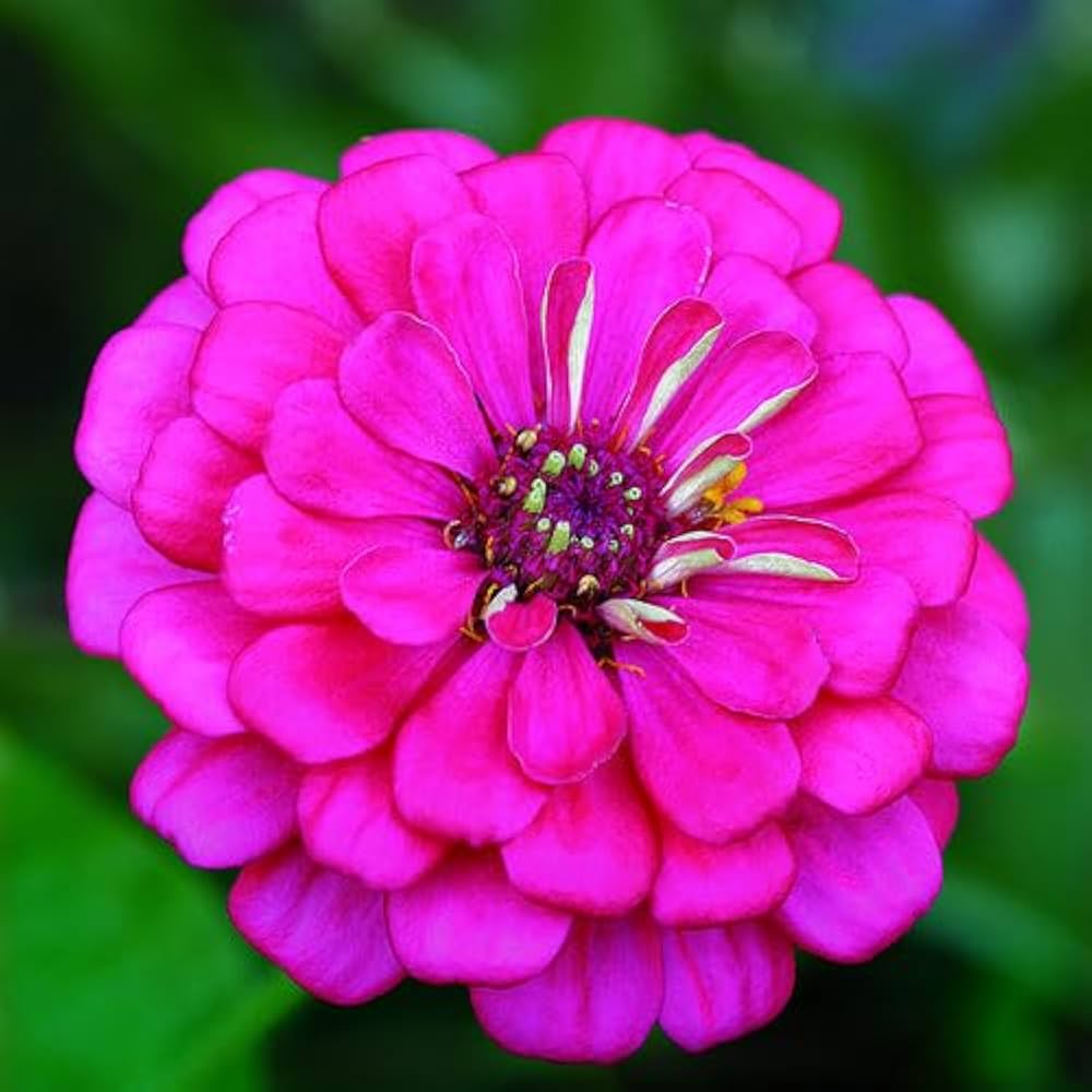 Zinnie Zinnie elegans Blumensamen zur Aussaat