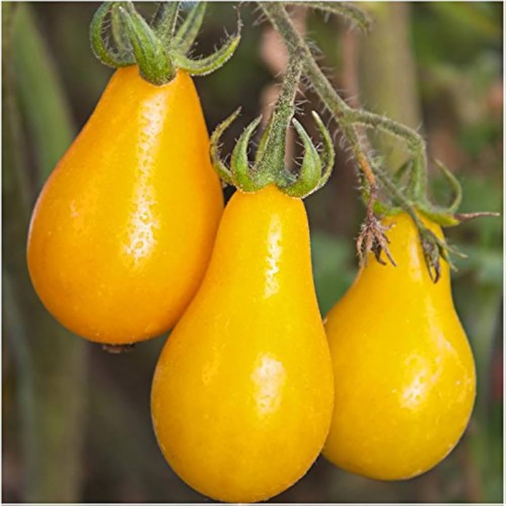 Bio Gelb Pear Tomate Samen zum Pflanzen vegetable patch