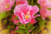 Godetia Sommerazalee Samen elegant – Rosa Godetia Blumen