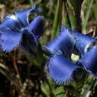 Blau gentian fringed blume samen for anpflanzung - fragrant blossoms, heirloom & gmo free samen for home garten
 
 sale samen for anpflanzung in home garten