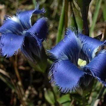 Blau gentian fringed blume samen for anpflanzung - fragrant blossoms, heirloom & gmo free samen for home garten
 
 sale samen for anpflanzung in home garten
