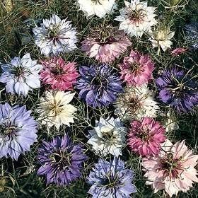 Mixed nigella damascena blume samen for anpflanzung - colorful display, heirloom & gmo free samen for home garten
 
 sale for anpflanzung in home garten.