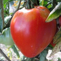 Graines de Tomate Coeur de Boeuf Rose Samen zum Pflanzen vegetable patch
