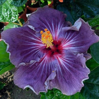 Dark lila hibiscus blume samen for anpflanzung