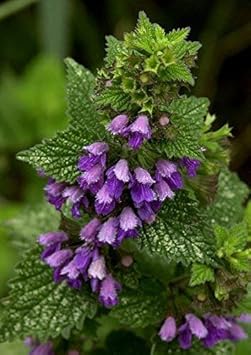 Lila horehound blume samen for anpflanzung - drought tolerant, heirloom & gmo free samen for home garten
 
 sale for anpflanzung in home garten.
