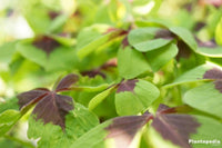 Grün lila four leaf clover blume samen for anpflanzung home garten favorite heirloom & gmo free samen for home garten 
 
 sale for anpflanzung in home garten