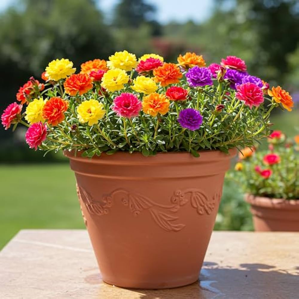 Lila Portulaca Blumensamen zur Aussaat kompakt Wuchs Traditionssorte & ohne Gentechnik Samen Hausgarten